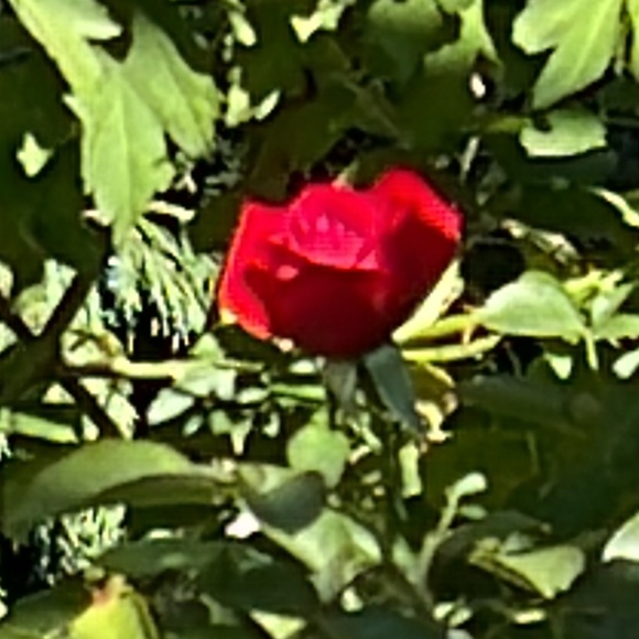 Meet your Posher, Souad - Picture 1 of 1